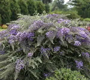 Roberta's 1 pc. Lilac Cascade Butterfly Bush