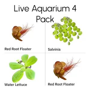 Live Aquarium Floating Plants 4 Pack – Red Root Floaters, Salvinia Minima, Water Lettuce – Easy Freshwater Aquascaping Plants
