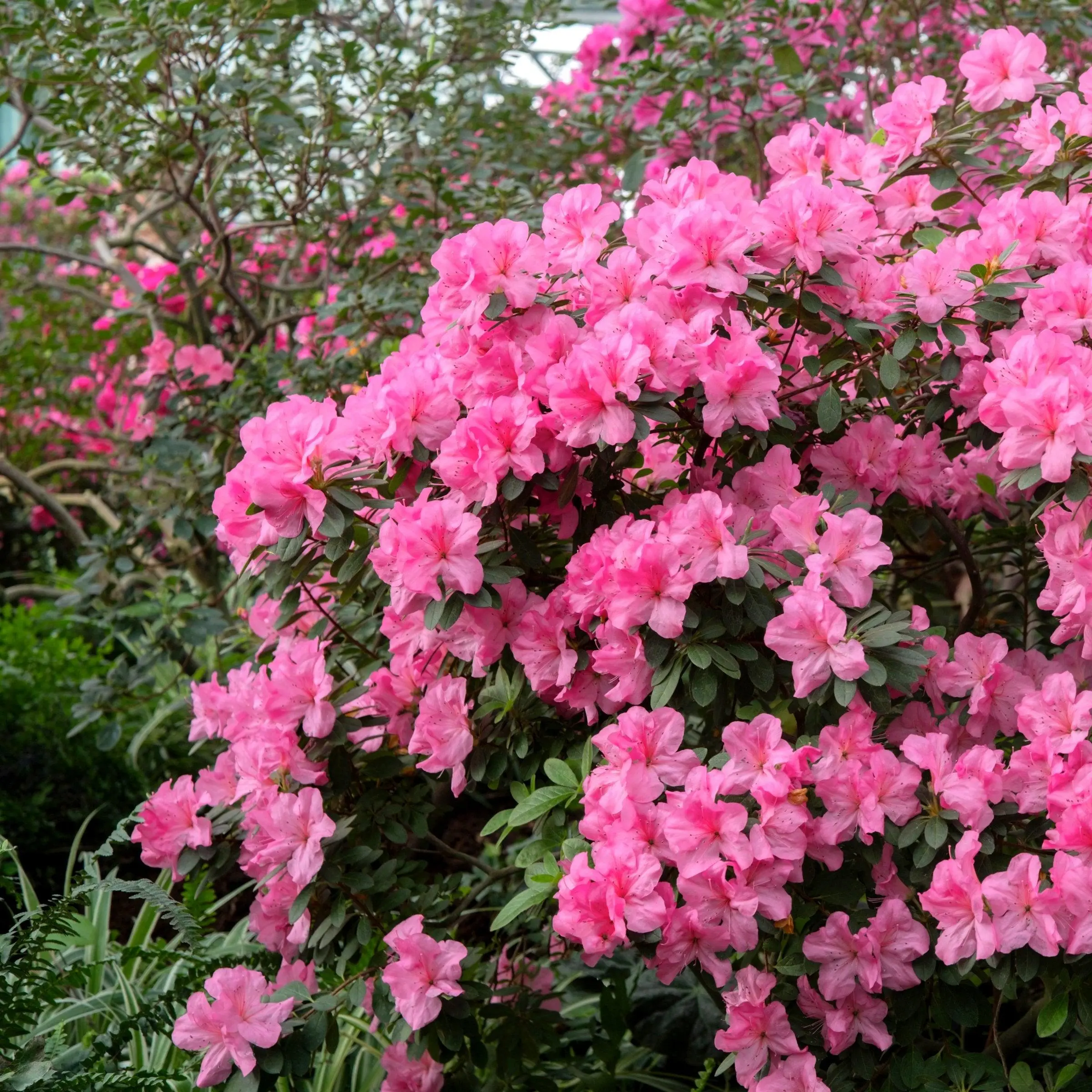 FlorAmore Pink Reblooming Azalea, Evergreen Compact Outdoor Live Plant - 1 Gal Pot