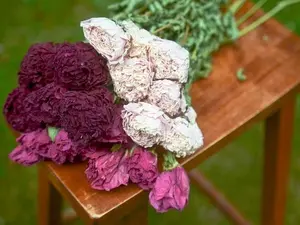 Dried Peony Bunch, Dried Peonies For Weddings, Dried Flowers for Vase, Dried Peony Bouquet, Rose Substitut, Pink Peony