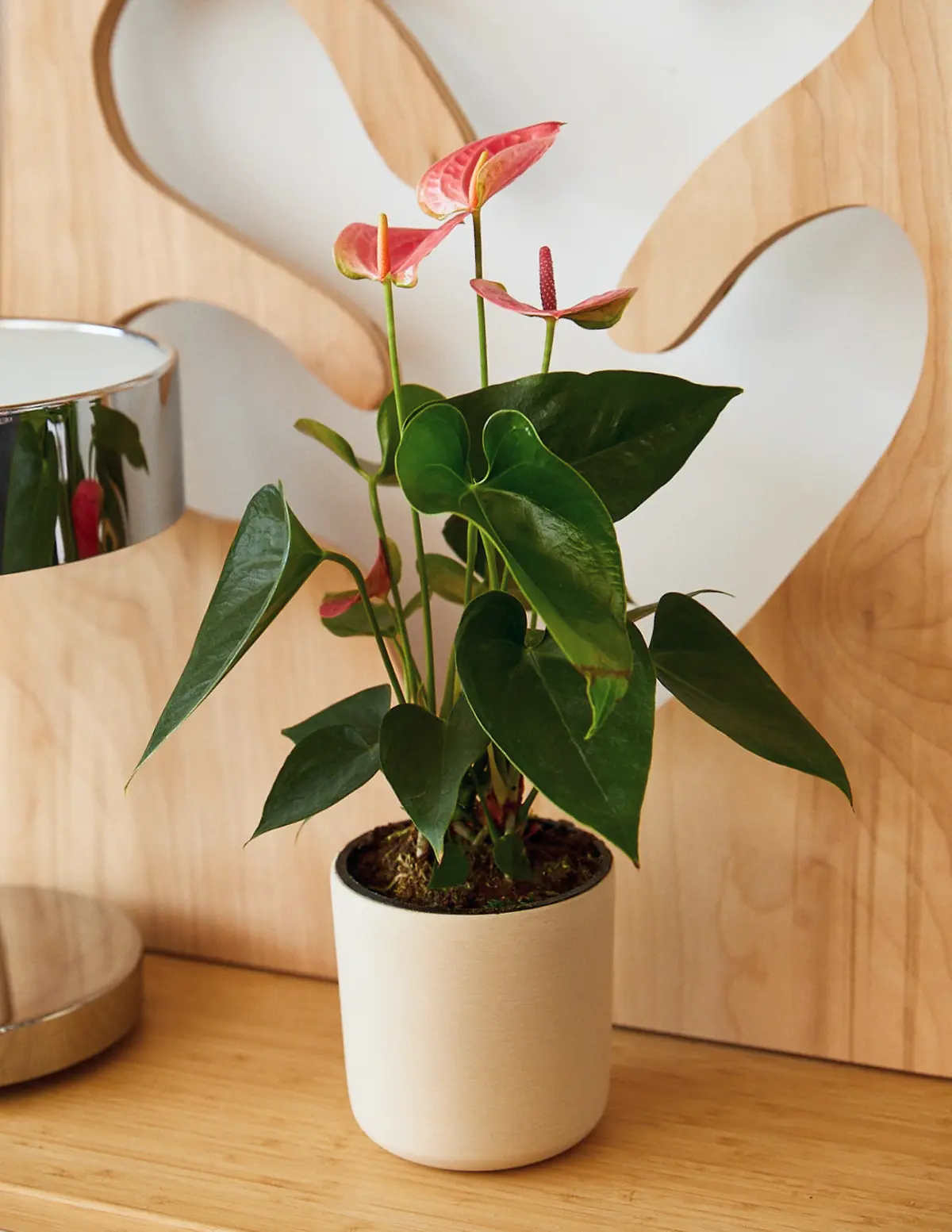 Pink Anthurium Pink Anthurium