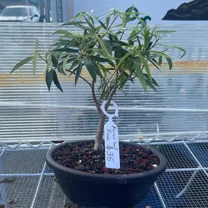 Narrow leaf ficus