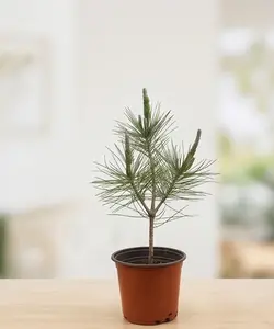 Black Pine Bonsai Material – 3-Year-Old Pre-Bonsai Tree for Training and Styling（Pot Not Included）