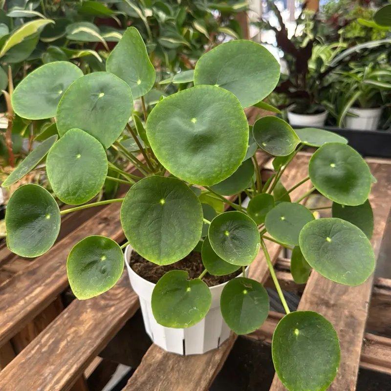 Pilea Plant Chinese Money Ufo plant 6 in pot