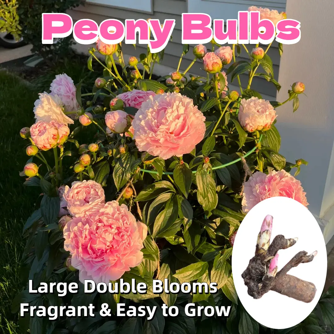Vibrant Peony Root Tubers, Hardy Perennial Flower Bulbs for Planting, Fragrant Large Blooms, Ideal for Garden & Outdoor Landscape, Easy-to-Grow for US Home Gardeners