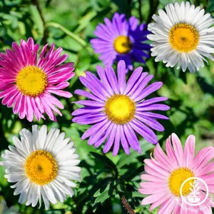 China Aster Seeds - Single Rainbow Mix