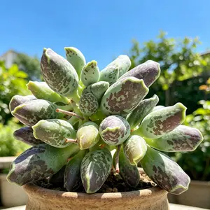 Rare Adromischus Cooperi Var. Festivus Succulent | Bare Root Live Plant | Colorful Speckled Leaves | Easy Care Indoor Plant | Aesthetic Home Decor Gift | Collector's Succulent #Succulent #PlantTok #RareSucculent #IndoorPlants #HomeDecor #PlantLover