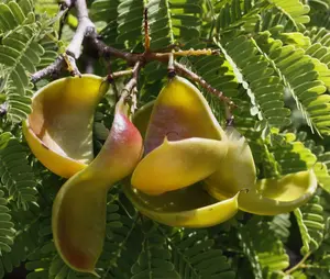 Caesalpinia coriaria | American Sumac | Divi-divi | Cascalote |10_Seeds