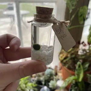 Moss Ball Pet Small Alchemist Terrarium Starter Kit with Baby Marimo Decor Decorative - Pet Moss Balls
