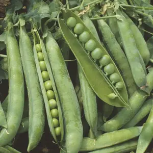 Heirloom Green Arrow Garden Pea Seeds - Organic and Regenerative Gardening Seeds