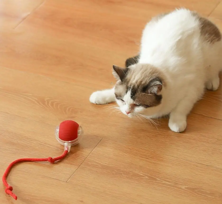 Mizusu Interactive Cat & Dog Teaser Toy withTwo Additional Tails, Kitten Rolling Ball Toy, PetSupplies, Dog & Cat Accessories Cute dog toys