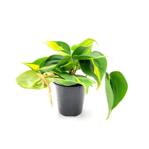 Philodendron Brasil in 4" Pot - Low Maintenance Houseplant for Home Improvement, Hanging Basket, Live House Plant, Live Indoor Plant, Air Purifier