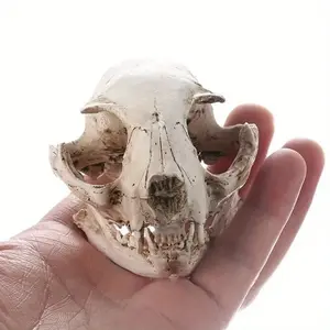 Realistic Resin Cat Skull Ornament for Spooky Halloween Decor, Perfect for Medical Education and Home Collection, Collectible Item, Unique Gothic Decoration