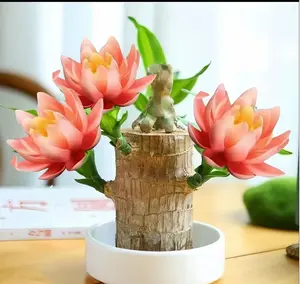 Brazilian Wood, Brazil Lucky Wood, Includes Basin and Figurine, Plant, Potted Decor for Home Office Desktop Ornaments Lucky Brazilian Wood Doll with Base