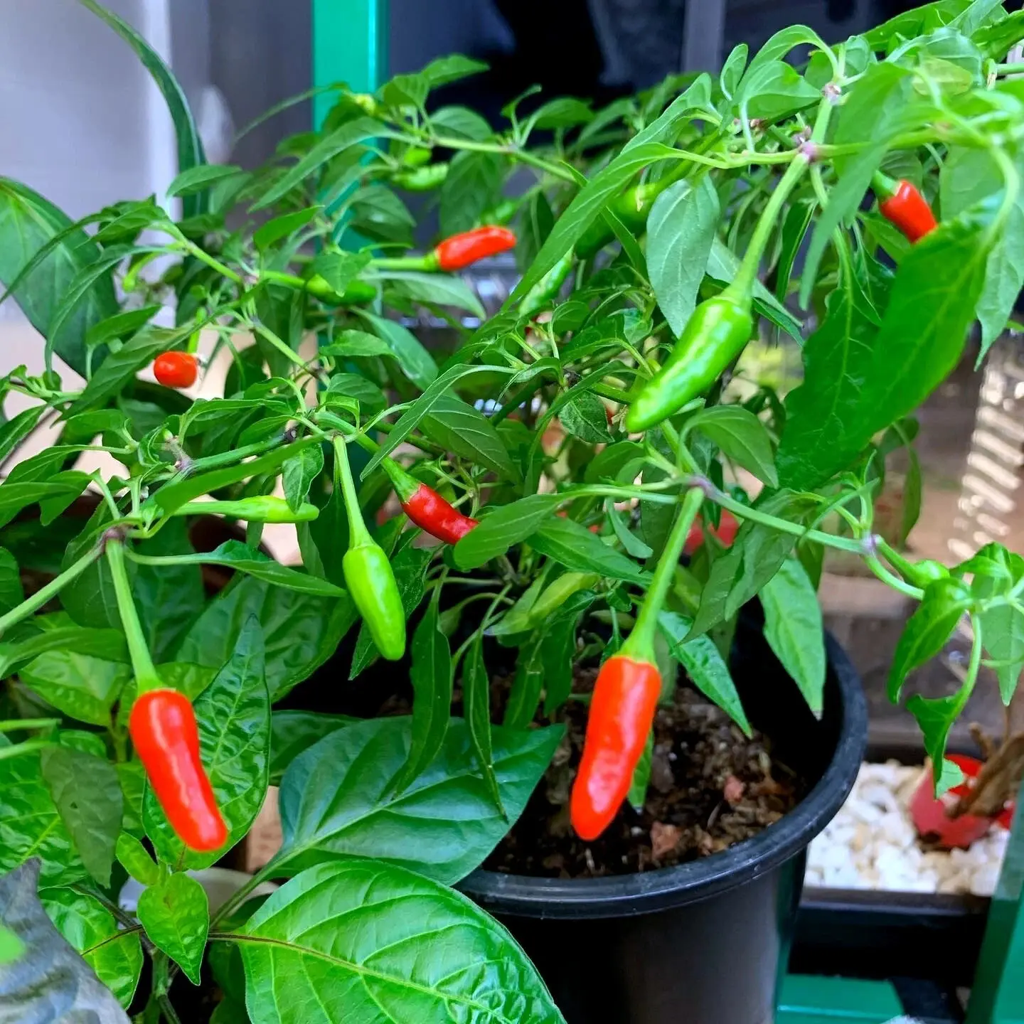 10 Doni Sali Pepper Seeds, Capsicum Chinense, Rare Ultra Hot Chili Pepper Seeds for Home Garden