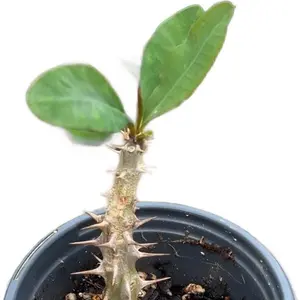 Corona de cristo- Bare Root- Succulent-Propagator-No soil
