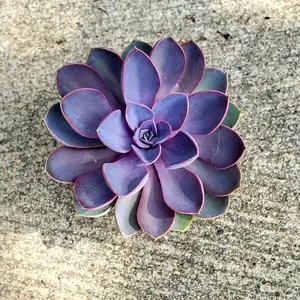 Echeveria Purple Pearl in 3.5 inch pot live succulent plant