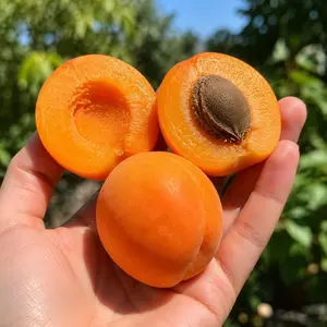 Sweet Apricot Tree Seeds for Planting, Fast Growing, Cold Hardy, High Yield, Non-GMO, Easy to Grow Juicy Fruit