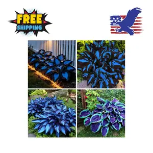 Hosta Seeds Blue and Black (300+ Seeds), Perennial for Planting Outdoors