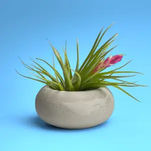 Modern Air Plant Holder