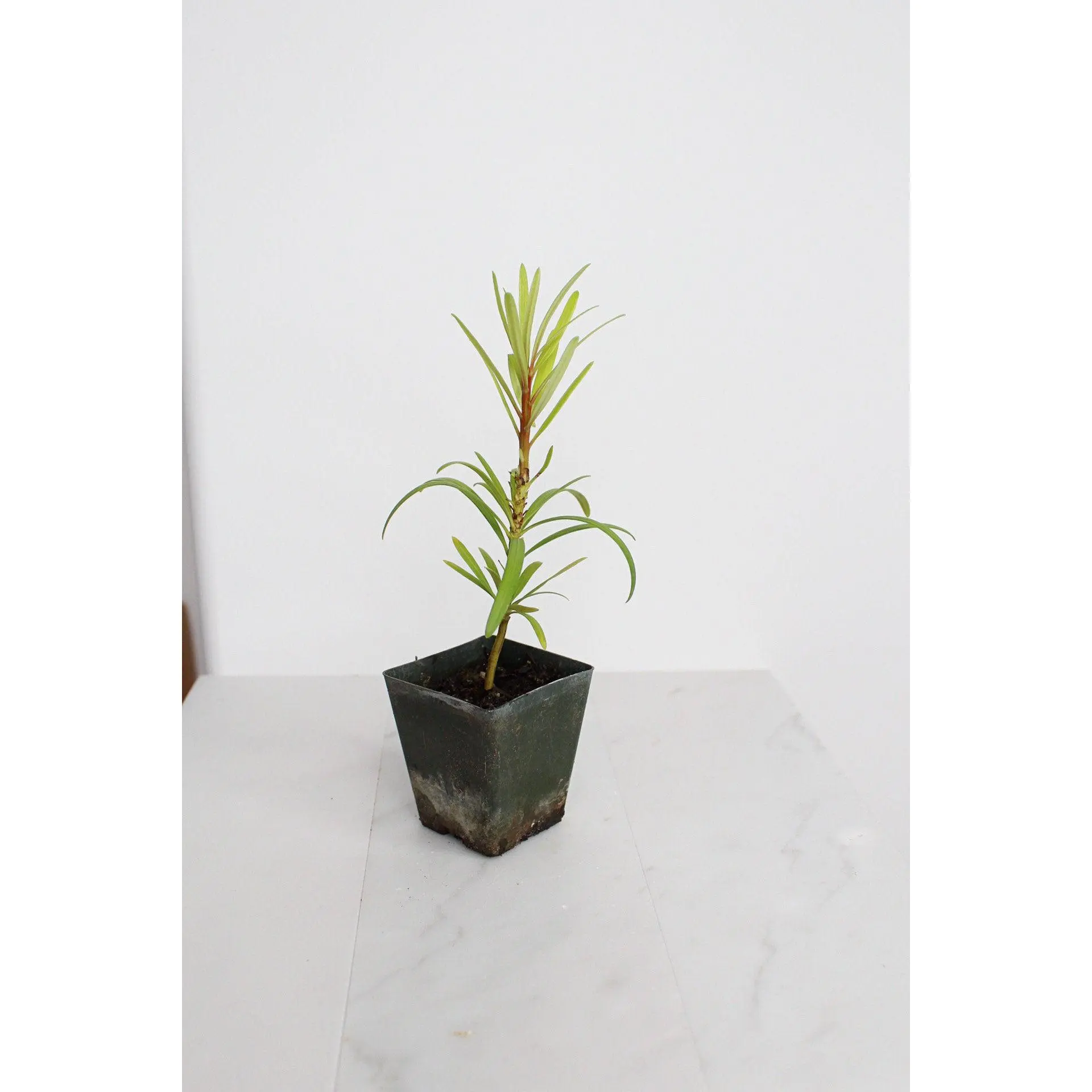 Starter Podocarpus Maki Tree - Outdoor Bonsai & Hedge Plant