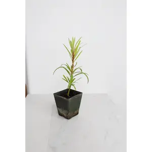 Starter Podocarpus Maki Tree - Outdoor Bonsai & Hedge Plant