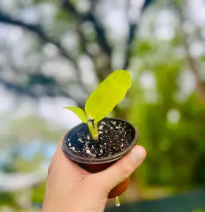 2 Pack 4" Starters Lemon-Lime Philodendron Easy To Grow Starter Plant, House Plants Live & Low Maintenance Cute Pot Starter