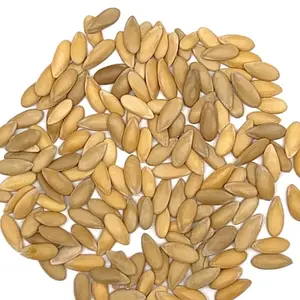 Cantaloupe Jumbo Seeds