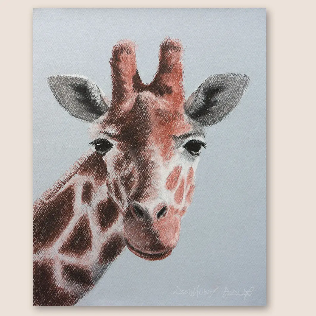 Giraffe Original Drawing, Conte Crayon & Charcoal on Toned Paper - 11"x14" Artwork in Realistic Style