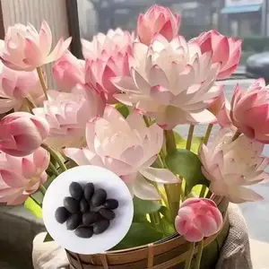 20 Mixed Bowl Lotus Seeds – Easy-Grow Aquatic Plants, Perfect for Ponds & Indoor Water Gardens, Non-GMO & Low Maintenance