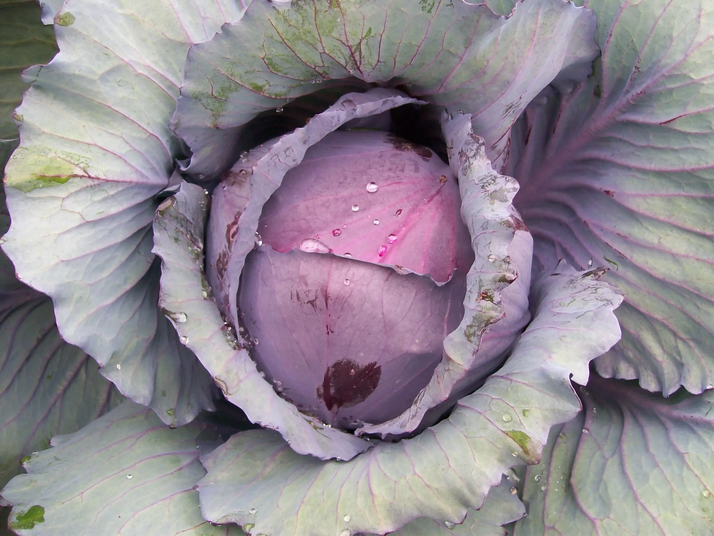 Red Acre Cabbage Seeds