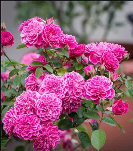 Rose{Marriotta}- Own Root | 3 Gallon LivePlant| Maccricke,Cricket |Rare Miniature|Cut Flower |Mild Fragrance| Gradient |Shrub| lotus blooms