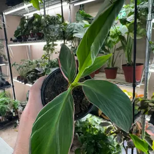 Musa Banana Nono Pink Variegated 4in Pot