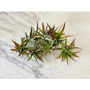 Burnt Umber Airplant - Tillandsia Collection