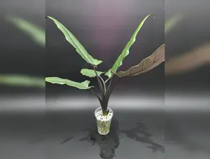 Alocasia Lauterbachiana Purple Sword