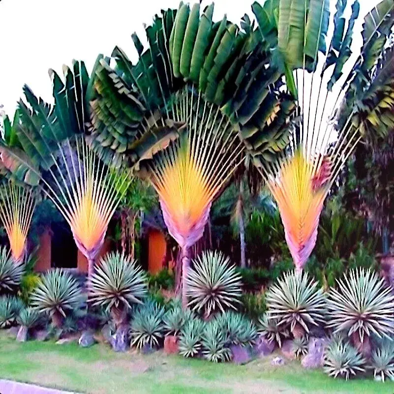 5 Seeds TRAVELERS PALM TREE SEEDS (Ravenala madagascariensis)