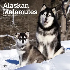 Alaskan Malamutes | 2026 12 x 24 Inch (Hanging) Monthly Square Wall Calendar | Plastic-Free | BrownTrout | Animals Dog Breeds