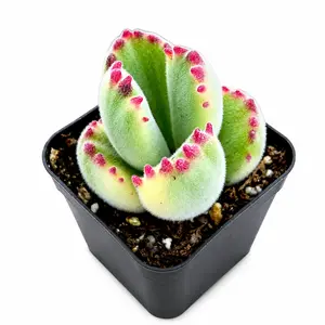 Beautiful Variegated Bear's Paw Live Potted Succulent Plant, Drought Tolerant Indoor Outdoor Greenery for Desk Decoration Gift Ideas