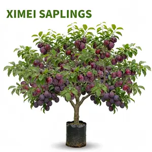 Ximei Plum Tree Live Plant, Fast Fruiting Sweet Purple Fruit Sapling for Outdoor Garden, Cold Hardy to -4°F & Drought Tolerant, High Yield Home Orchard Fruit Tree, Rooted with Soil Ball