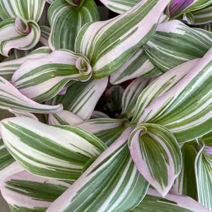 Tradescantia Pot Nanouk