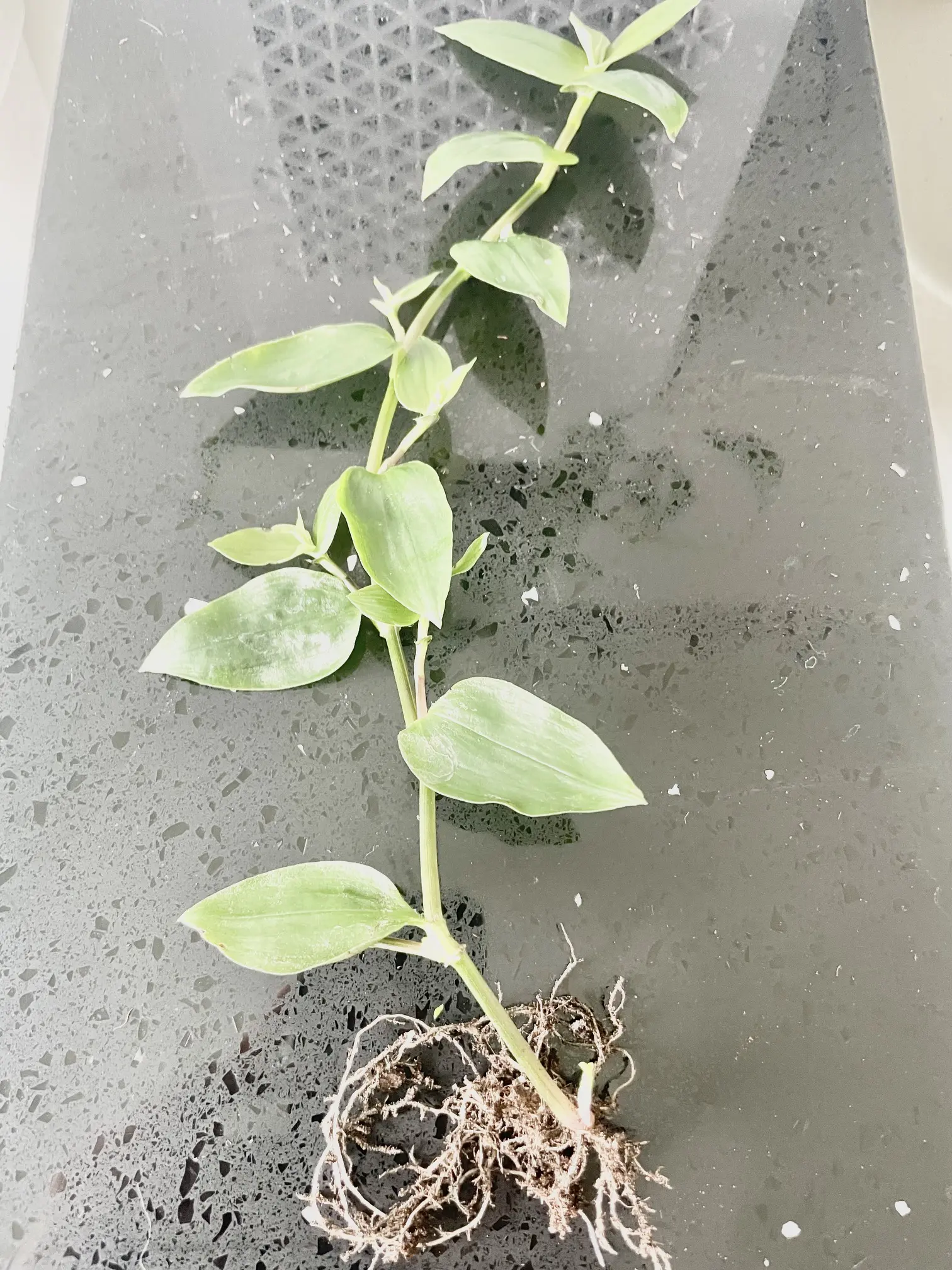 LIVE PLANT Wandering Jew Tradescantia Green Fluminensis Rooted Cutting