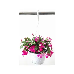 8"-Hanging Basket of Pink, Thanksgiving Cactus, Zygocactus, Schlumbergera bridesii, Christmas Cactus - Flowers around Thanksgiving