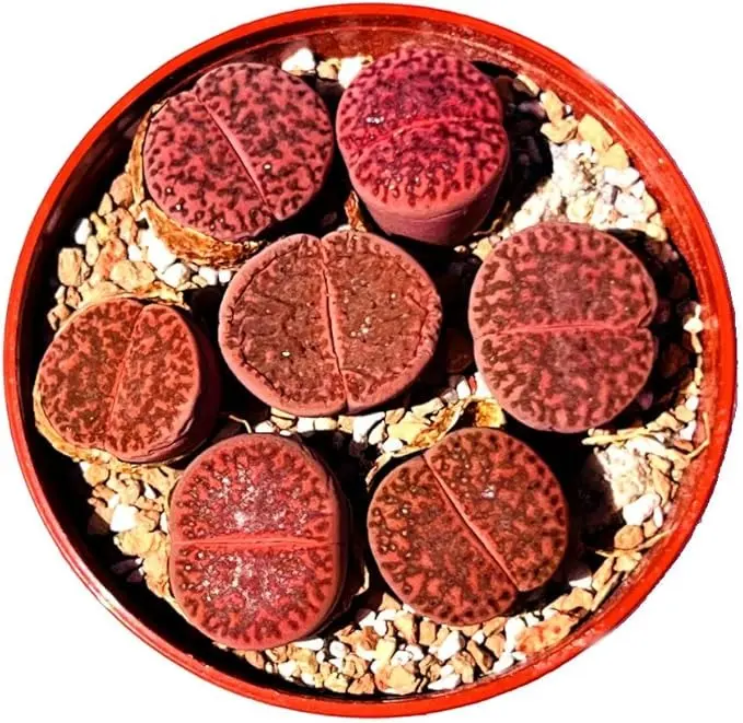 Rare Lithops Bromfieldii Glaudinae 'Ember' Purple Succulent Plant - Medium Size