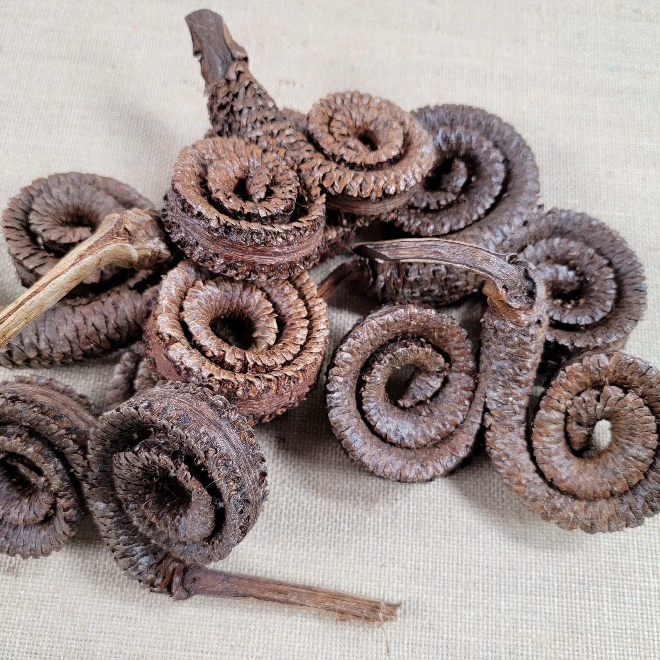 Pods 6 Dried Flowers, Rams Horn, home decor, flower arrangements, wreath,