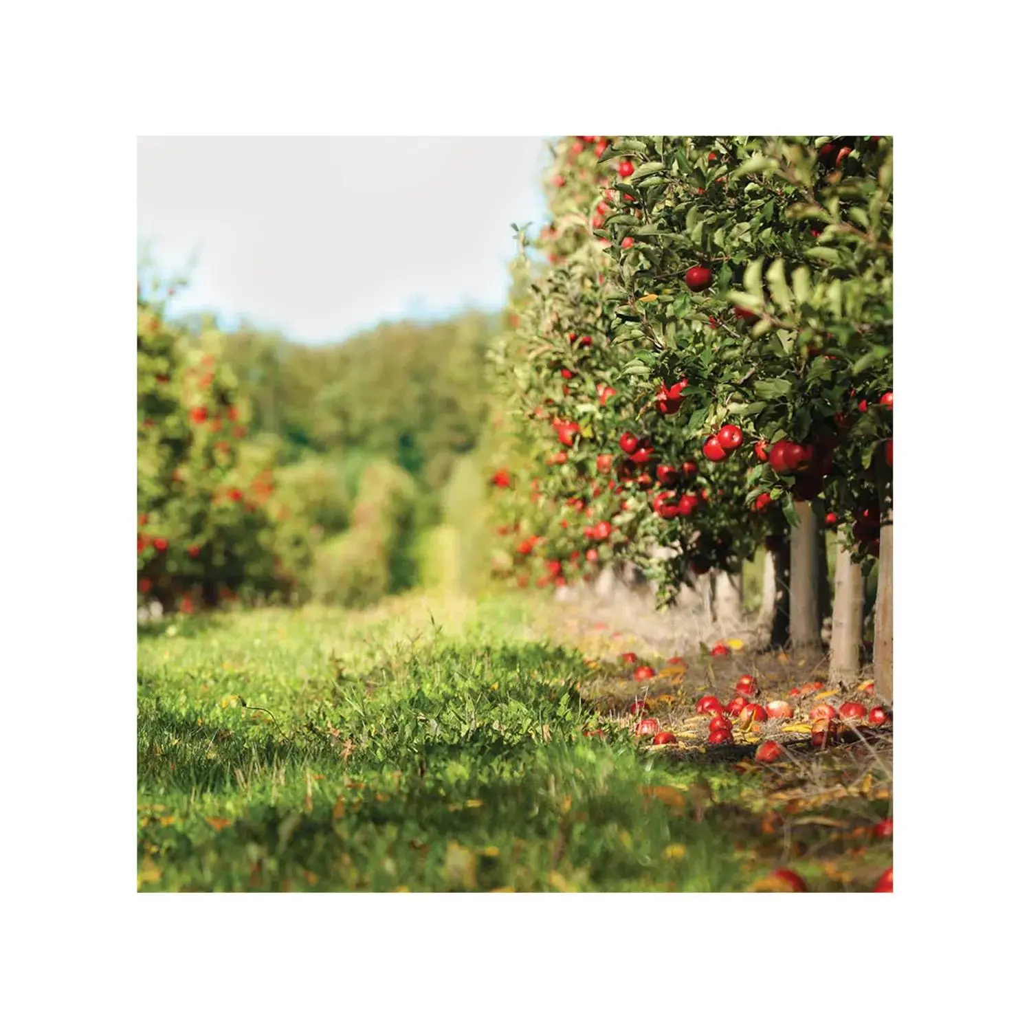 Apple Orchard Backdrop - 2 Pc.