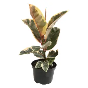 Variegated Ficus Tineke: Live Indoor Plant for Plant Lovers - Ficus Elastica - (6” Pot) – Easy Plant Care – Ficus Tree - Low Maintenance House Plant for Home & Office - Unique Plant Lover Gift