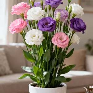 800Pcs Mixed Color Eustoma Seeds – Lisianthus Flower Seeds for Garden Planting, Elegant Blooms in Assorted Colors (Seeds Only, Not Live Plants)