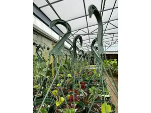 Green Hanger