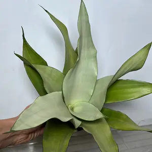 Sansevieria Moonshine 4" Pot Silver Snake Plant Low Indoor House Plant for Home Decor Sleek Design Compact Size Air-Purifying Silver-Green Leaves