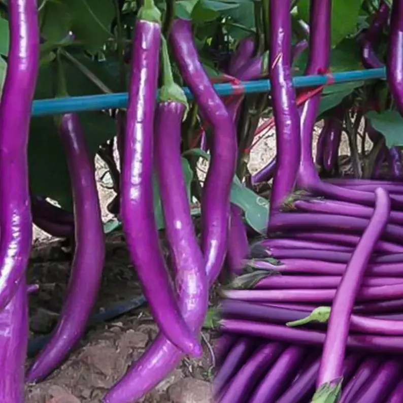 Long Purple Eggplant Seeds - 200pcs Premium Heirloom Vegetable Seeds for Summer & Fall Harvest Thrives in Full Sun 39" Tall